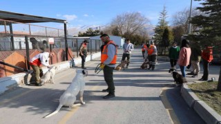 Niğdede tehlikeli köpeklere uyum eğitimi veriliyor