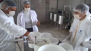 Öğrenciler bu okulda inek sağıp doğal yoğurt üretiyor