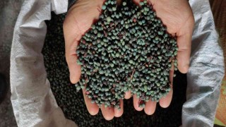 Ormandan toplanan meyvenin yağını gram gram çıkartıyorlar