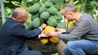 Örtü altında papaya üretimi denendi, bir fidan 60 kilo ürün verdi