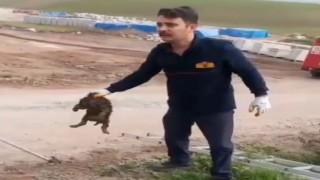 Osmaniyede kanalizasyona düşen köpek kurtarıldı
