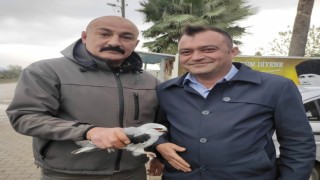 Osmaniyede yaralı bulunan kızıl şahin ve ak çaylak tedaviye alındı