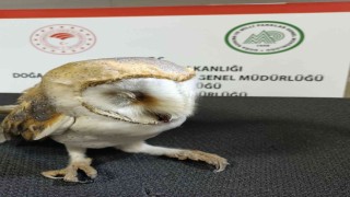 Otomobil çarpması sonucu ağır yaralanan peçeli baykuş tedavi altına alındı