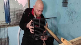 (Özel) Abi kardeş 70 metre kare atölyede Türkiyenin kafes ihtiyacını karşılıyor