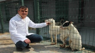 Bilecikte 800 kedi ve 2 bin köpeği kısırlaştırıp çip takıldı