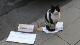 (ÖZEL) Bu kedi mama parası biriktirmek için kaldırımda bekliyor