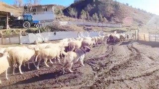 (ÖZEL) Bu sürünün çobanı sadece köpekler