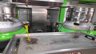 (Özel) Zeytinyağı üretiminde rekor bekleniyor