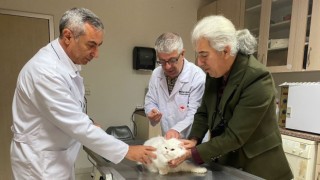 Parıldardan sahipli kedi ve köpekler için çip zorunluluğu uyarısı