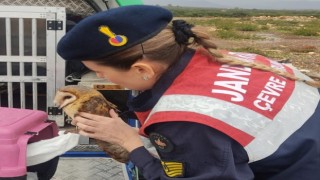 Peçeli baykuş ve martılar tedavi altına alındı