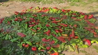 Pestisit denetimlerinde 12 kişiye 49 bin TL ceza