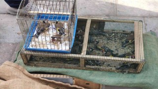 Saka kuşu besleyen şahsa 26 bin TL ceza kesildi, kuşlar doğaya salındı