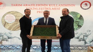 Samsunda 6 bin 783 dekar alanda 8 bin 240 ton marul üretiliyor