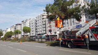 Samsunda ağaçlara kış bakımı