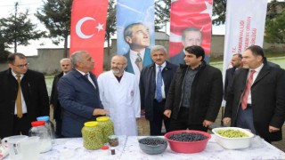 Samsunda zeytin tarımı tekrardan canlanıyor