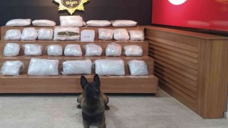 Şanlıurfada 21 kilo 550 gram skunk ele geçirildi