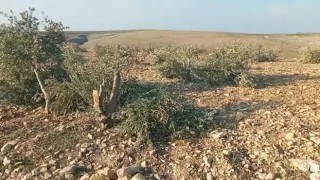 Şanlıurfada yüzlerce zeytin ağacı kimliği belirsiz kişilerce kesildi
