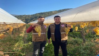 Sarıgölde yılın son üzüm hasadı yapıldı