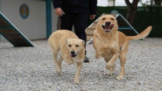 Şiddet mağduru köpeklere müzikle terapi