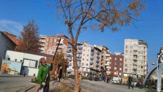 Siirtte ağaç budama çalışmaları başladı