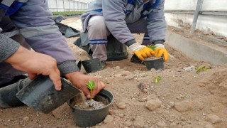 Sincanda bitkiler budanıyor, seralarda çelik alma ile üretim yapılıyor