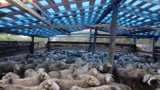 Sinopta bir gecede 50 koyunu araca yükleyip çaldılar