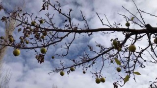 Sivasta Aralık ayında dalından elma toplandı
