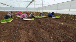 Siverekte kadın istihdamına yönelik kurulan projede ilk sebzeler ekildi