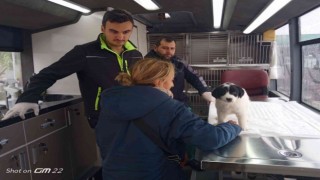 Sokak hayvanları VETBÜSe emanet