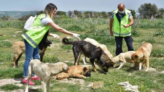 Sokak hayvanlarına büyükşehir şefkati