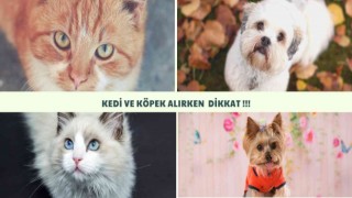 Sosyal medyadan kedi köpek sahibi olmak isteyenlerin mağduriyeti artıyor