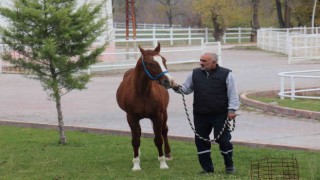 Sultansuyunun gözde atı: Özgünhan