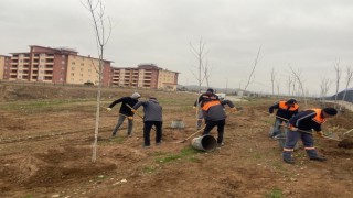 Sungurluda 500 ağaç toprakla buluştu