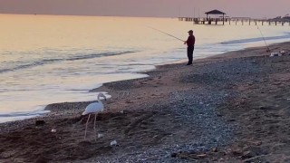 Sürüden ayrılan flamingo sahile indi