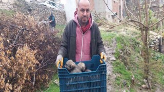 Tarihi hamamda mahsur kalan 5 yavru köpek, belediye ekiplerince kurtarıldı