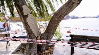 Tarihi söğüt ağacı kaldırılıp yenisi dikilecek