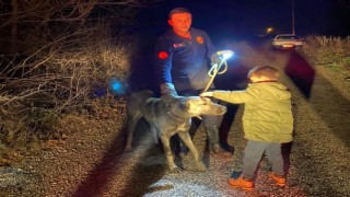 Tasmasını ağaca kaptıran köpek dere kenarında mahsur kaldı