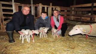 Tekirdağda beşiz doğuran koyun şaşırttı