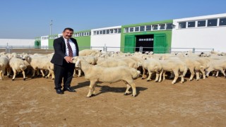TÜDKİYEB Genel Başkanı Çelik: “Türkiyenin yüzyılında küçükbaşı atağa geçirecek hamleler yapılmalı”