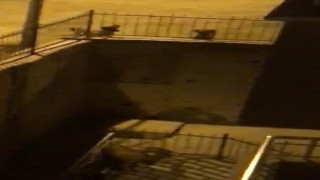 Tuncelide köpeklerden kaçan dağ keçisi bina bahçesine sığındı