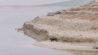 Tuncelide nesli tükenme altında olan su samuru görüldü