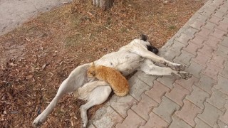 Tuncelide sokak köpeği, kediyi emzirdi