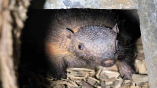 Türkiyenin ilk armadillo yavrusu 3 buçuk ay önce dünyaya gözlerini açtı