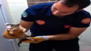 Tuvalete sıkışan kedi kurtarıldı