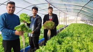 Üç genç kurdukları serada topraksız tarım yapıyor