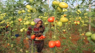 Üreticiden büyükşehirlerdeki domates fiyatına tepki