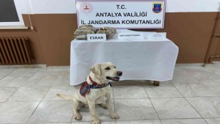 Uyuşturucu taciri, hassas burun Elyafa takıldı