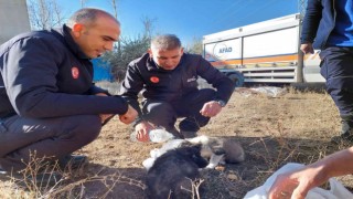 Vanda 20 metrelik kuyuya atılan 2 yavru köpek AFAD ekipleri tarafından kurtarıldı