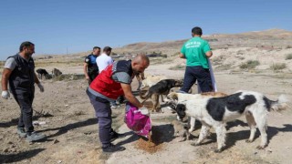 Vanda bir yılda 7 bin 500 sokak hayvanı tedavi edildi