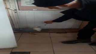 Vatandaşlar yaralı martıyı balıkla besliyor